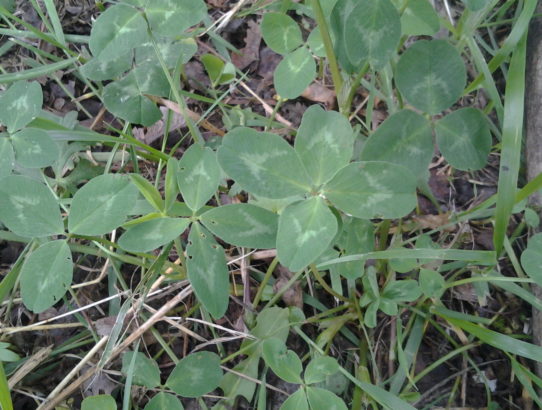 rec_(19_01_2016)_Dr.Blues- OSHO/ Jedino ljubav vječna jest - / Pot inteligence.../Resnica je izkušnja, ne prepričanje